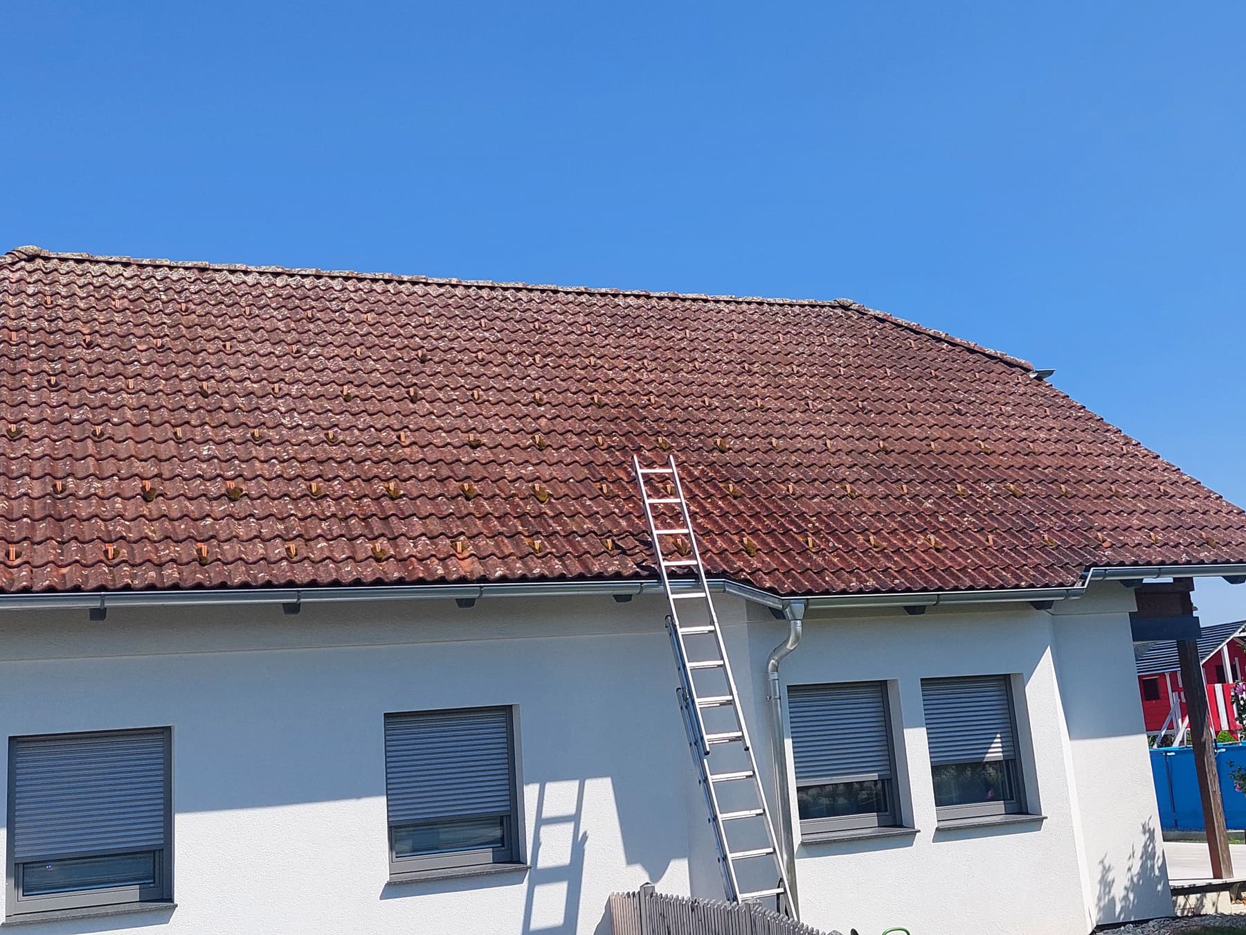 Ziegeldach eines Wohnhauses mit dunklem, fleckigem Grünbelag auf den Ziegeln, angelehnte Leiter am Dachrand.